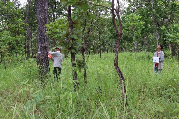 Forest research at Preah Vihear Site